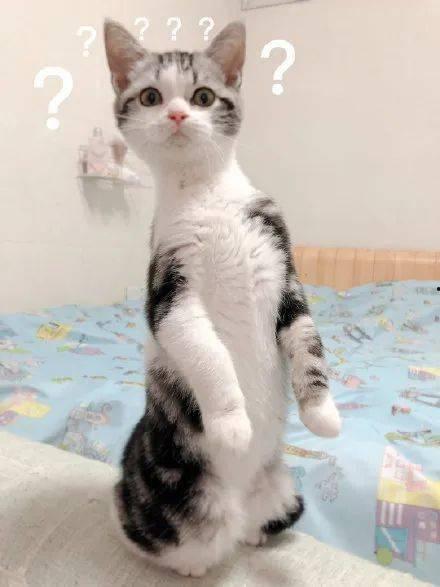 娱乐圈吃瓜猫是谁啊,揭秘神秘“吃瓜猫”的真实身份